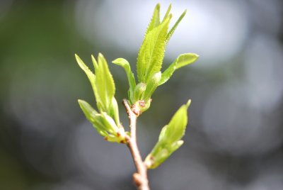 Eucommia ulmoides - gumojilm jilmovitý - jarní listy